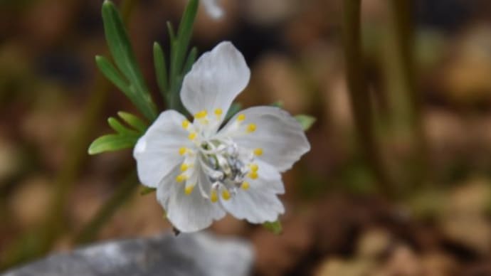 庭で咲く花たち 節分草の花たち 43