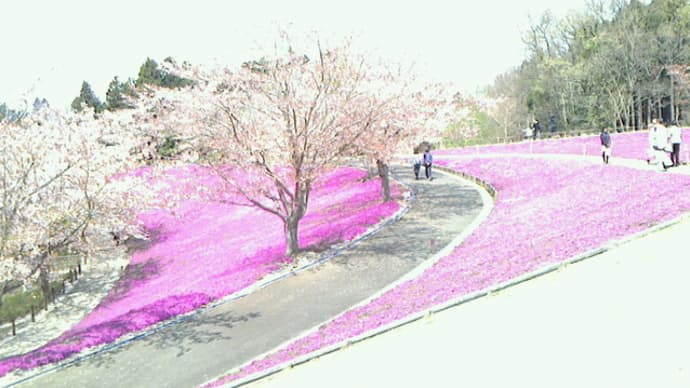 一人二役でなりすまし!牛久の芝桜と横浜のチューリップ🌷