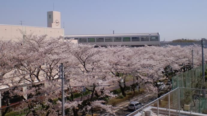 立川六中の桜