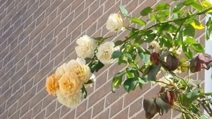 少しずつ咲き始めた秋薔薇&京成バラ園の秋薔薇♪バラ園でも今年は厳しかったか・・・