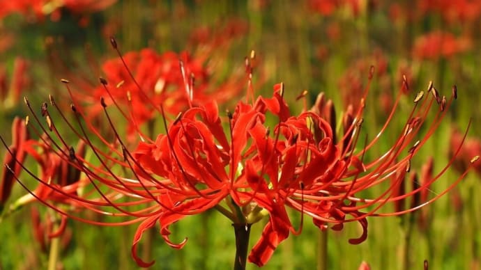 曼殊沙華.....咲く