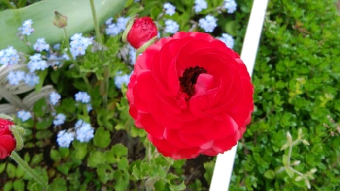 咲いた花、ピザとパン
