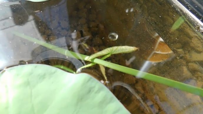 ハスを発芽させてみた その6 泡が出る仕組み