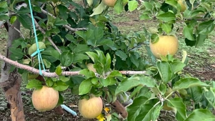 たとえ明日 地球が滅びるとも 私は今日 リンゴの木を植える / マルチン・ルター(宗教家)