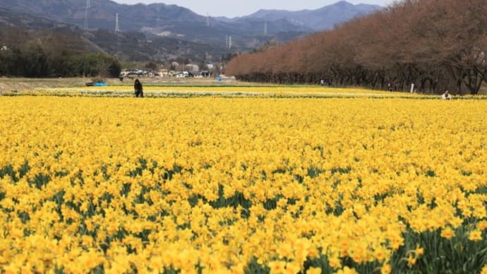 岩井親水公園の水仙と桜2024