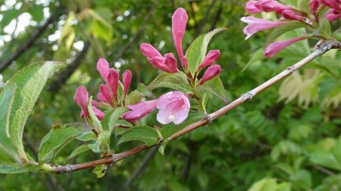 初夏の花~ウツギ(空木)
