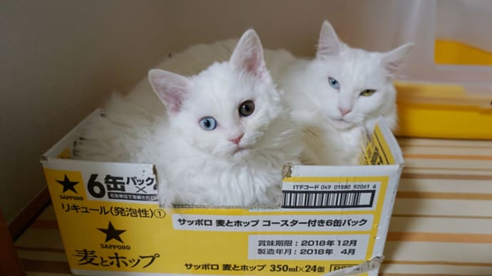 珍しい組み合わせ