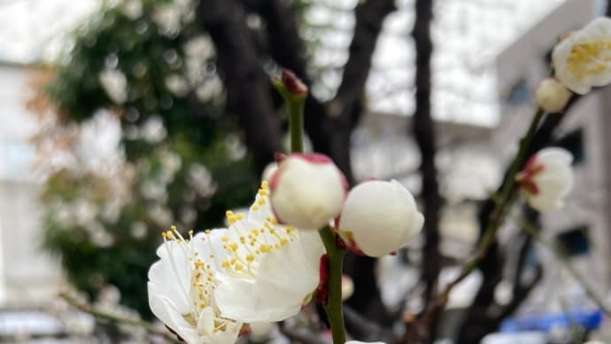 甲状腺癌 その後♪