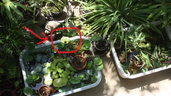 「ウォーターポピー」の花が咲きました。