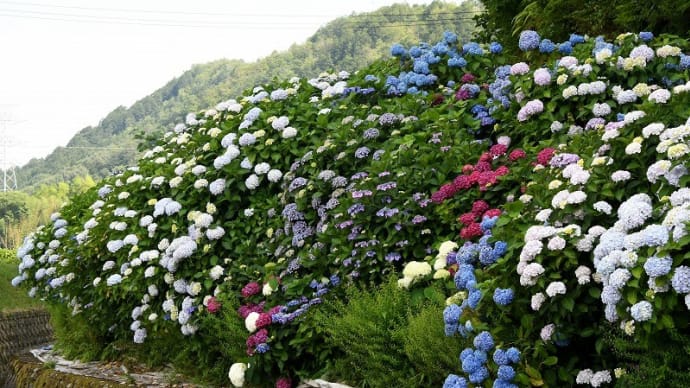 あじさいの小道が見頃です。 (神崎郡福崎町) 2023.06.20