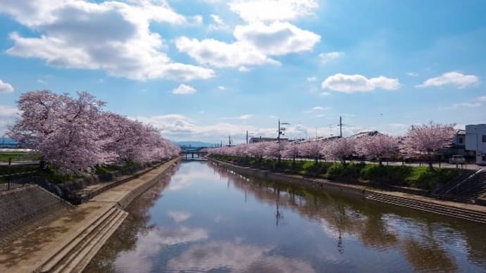 東一口（ひがしいもあらい）・桜並木