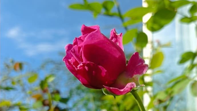 手作り鉢と薔薇とオキザリスとラックス