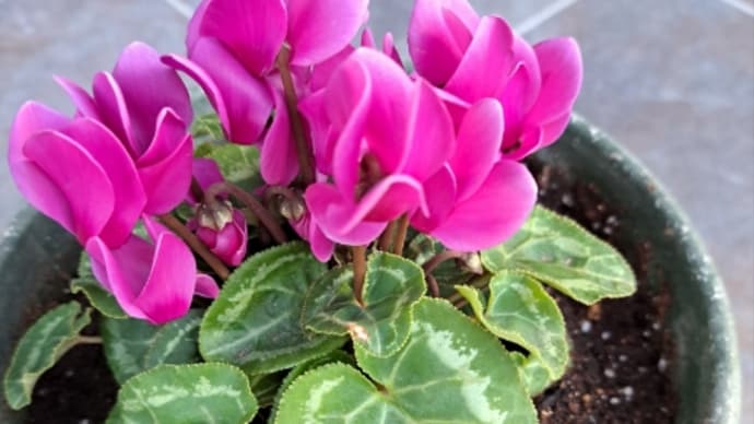 花の植え替え!
