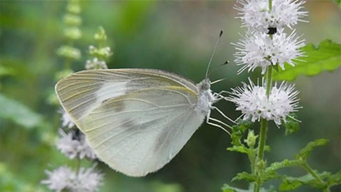 ストロベリーミントの花とモンシロチョウ