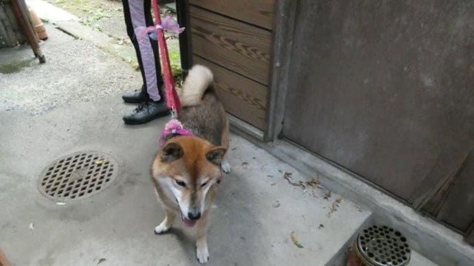 柴犬・空海くん宅 お彼岸だし ご訪問です!
