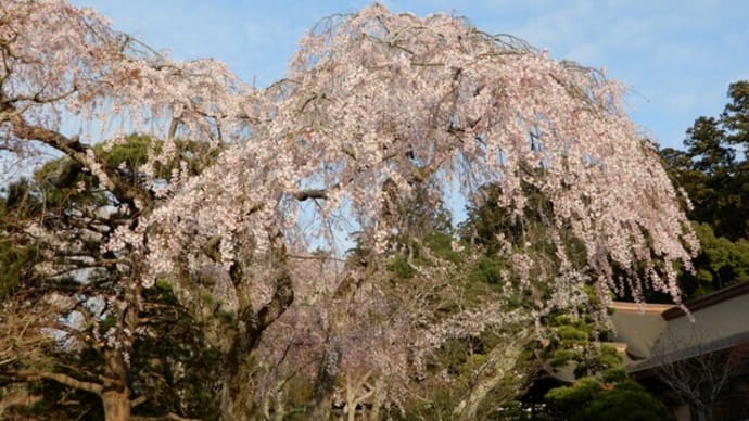 神社境内の桜　4月 ①