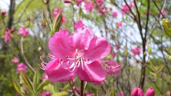 春の花:紫八汐