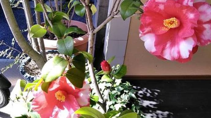 この子は、今年、今日、この時間に、咲いたんだ!