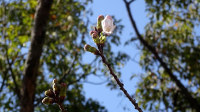 福山城公園のソメイヨシノ咲く(令和6年3月27日)