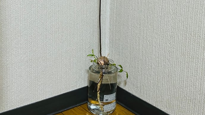 「アボカド🥑水耕栽培」観察日記・・・もう観葉植物?そろそろ植え替えないと(o^^o)