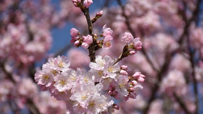春めき桜狩り 神奈川県南足柄市狩川沿い 第21回春木径・幸せ道桜まつり(1)3年振りの桜まつり