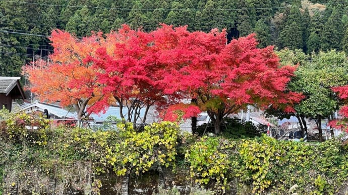 周遊パスで巡る「森の京都」②「美山かやぶきの里」へ行く(昼のトロッコ列車動画つき)