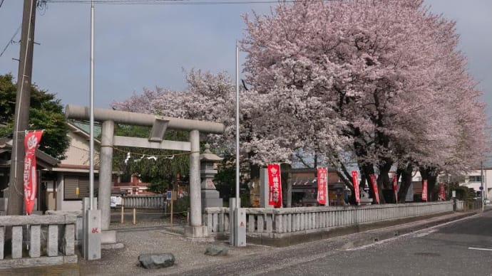 今日の桜