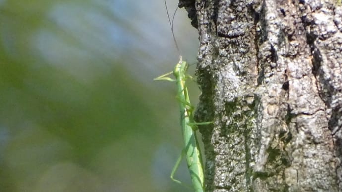 2020年 霜月の⑦ 珍しい昆虫に合えたよ