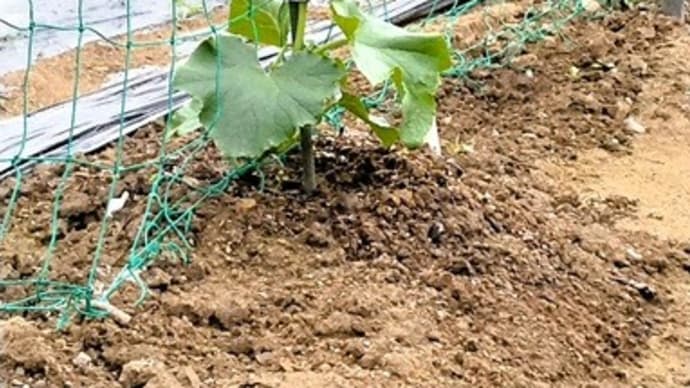 きゅうり苗・なすび苗・さつま芋・芍薬