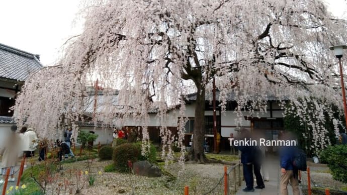 本満寺の桜 *京都 出町柳*