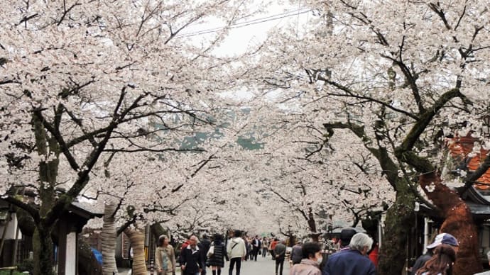 2015今年の桜は～がいせん桜。