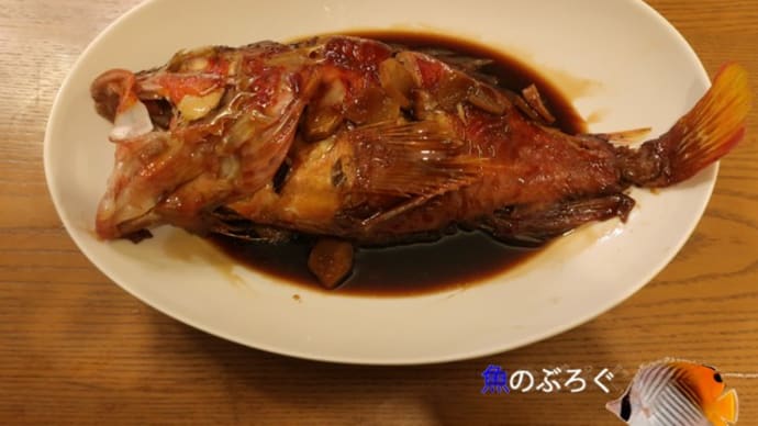 アヤメカサゴ