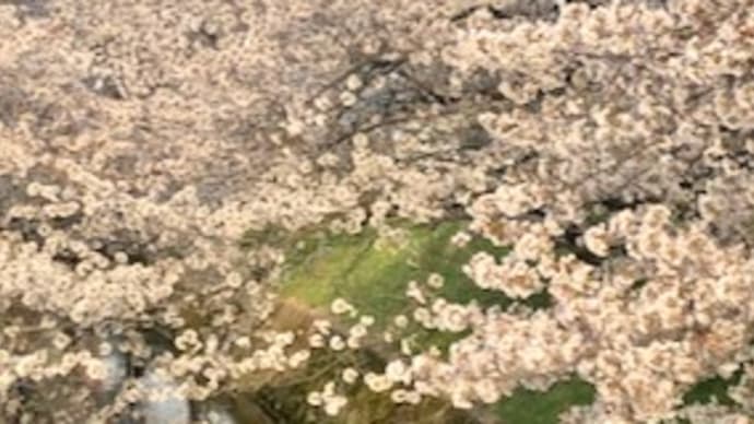【散る桜残る桜はしがみつけ】マイお花見ロードから