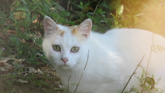 散歩で猫 #84