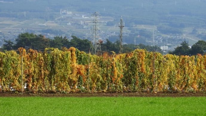 長芋の黄葉