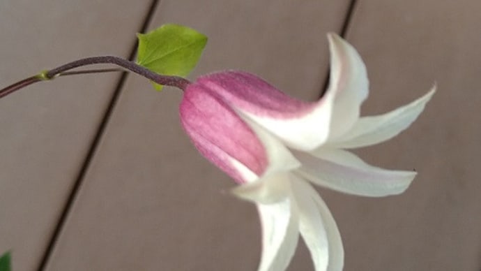 クレマチス プリンセスケイトの開花