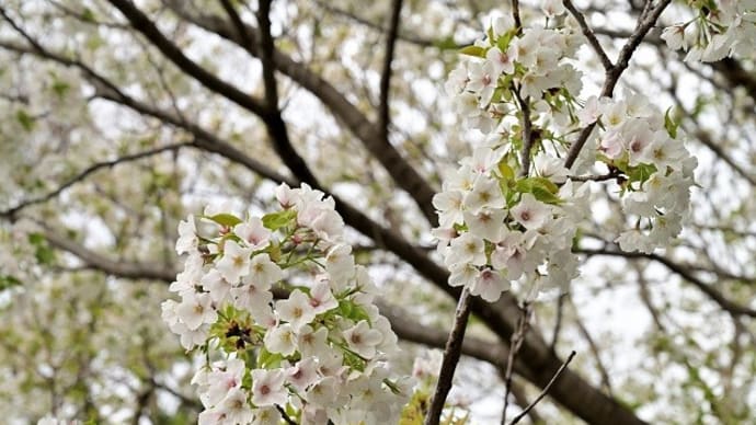 花は桜木ヤマザクラ