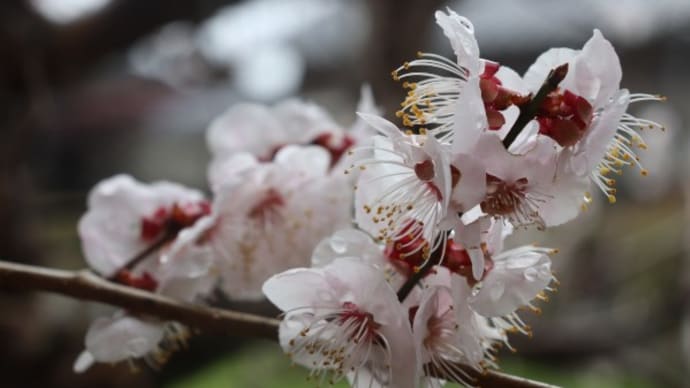 梅も桜も美しい!
