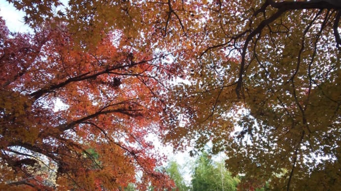 泉の森公園のしらかしの家2020/12/11