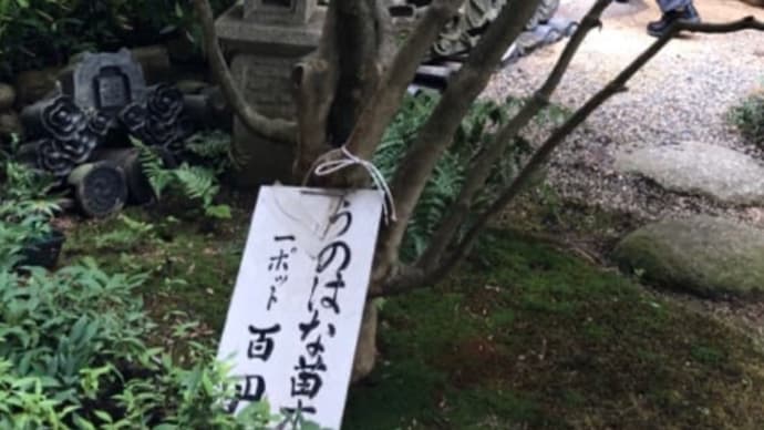 うの花が咲きました。