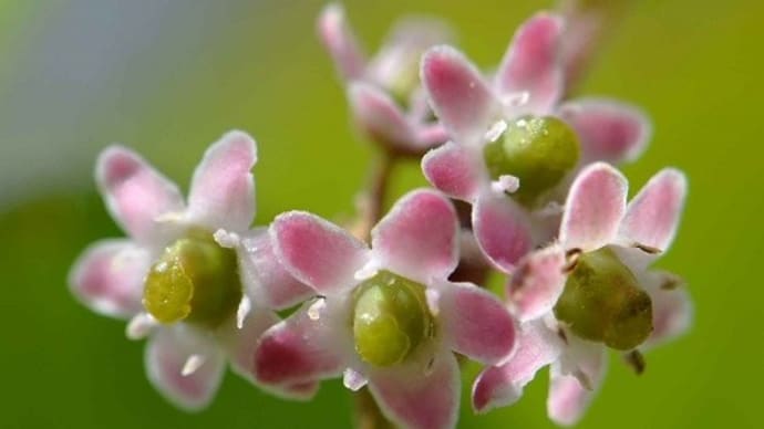 「ウメモドキ」の花と実(1) 花と緑実