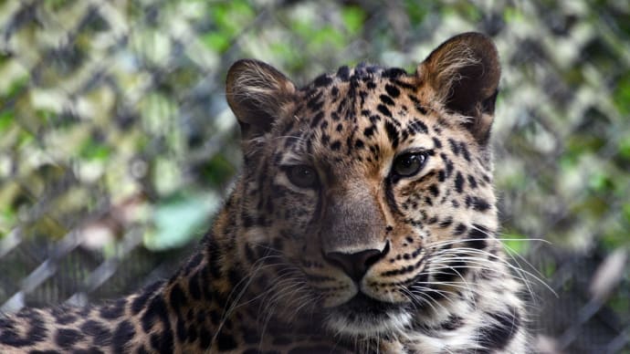 自然界絶滅の危機にあるアムールヒョウ