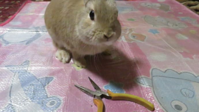 うさぎ学長!わちゃまる君!(その205)実はリトライ、わちゃまる君