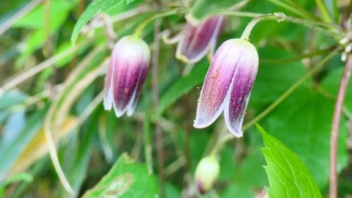 空気を浄化し綺麗にする樹木