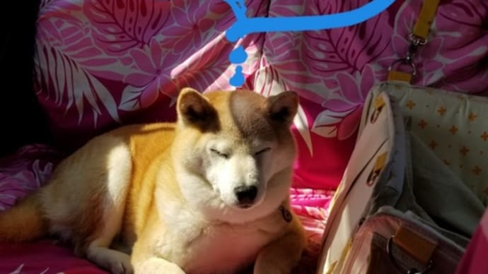 クリンのシャンプー日
