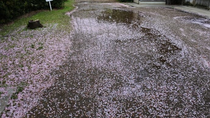 雨上がりの桜