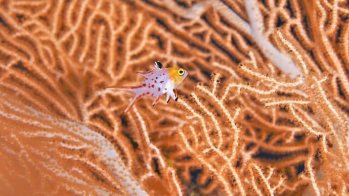 やっぱり水中写真が好き!!、10月中旬の海。☆