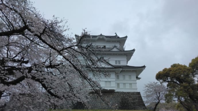 お城と桜