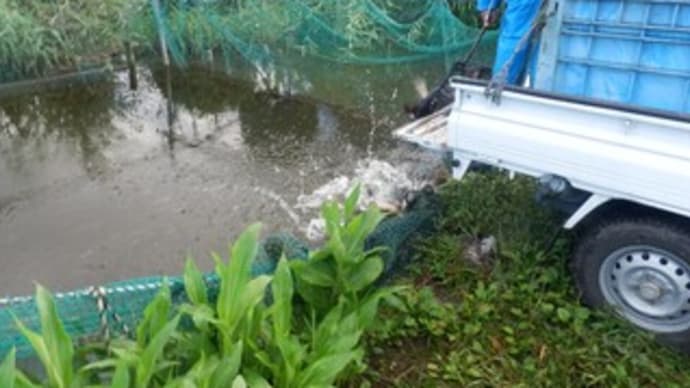 台風一過で新鯉入荷