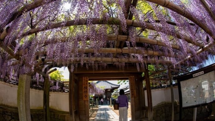 フジの花